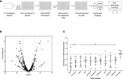 Distinct Cohorts of Aspergillus fumigatus Transcription Factors Are Required for Epithelial Damage Occurring via Contact- or Soluble Effector-Mediated Mechanisms